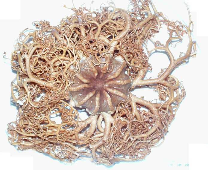 Gorgonocephalus arcticus Gorgonocephalus arcticus