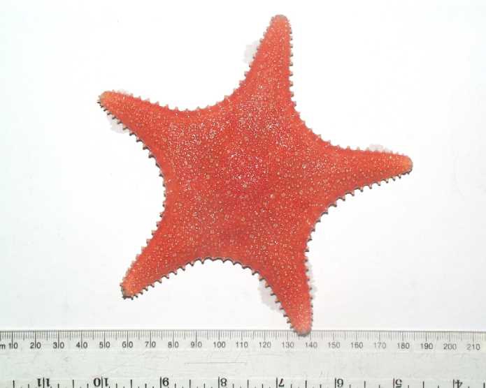 Hippasteria phrygiana Hippasteria phrygiana