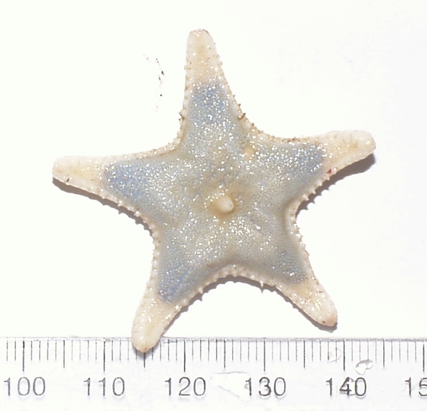 Asteroidea Asteroidea