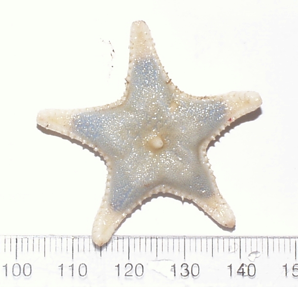 Asteroidea