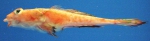 Callionymus agassizi
