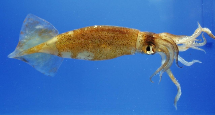Illex illecebrosus Illex illecebrosus