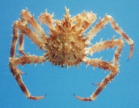Lithodes maja, author: Fisheries and Oceans Canada, David McRuer and Cheryl Frail