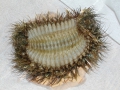 Polychaeta (bristle worms)