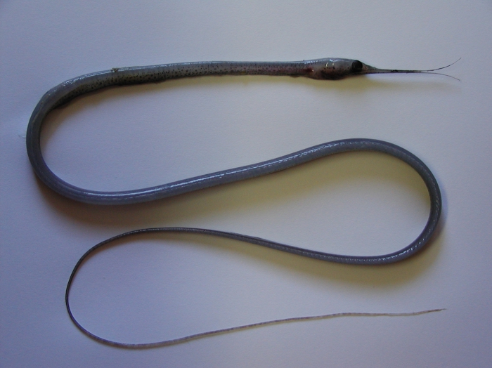 Nemichthys scolopaceus Nemichthys scolopaceus
