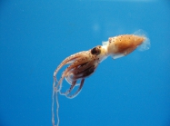 unidentified squid