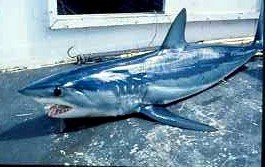 Isurus oxyrinchus Isurus oxyrinchus