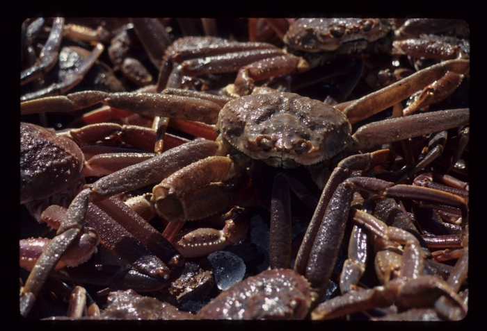 Chionoecetes opilio - snow crabs