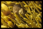 Caenogastropoda