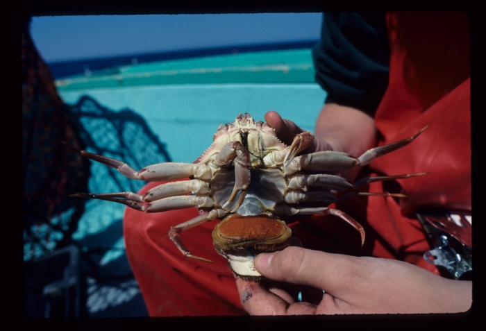 Female crab with eggs