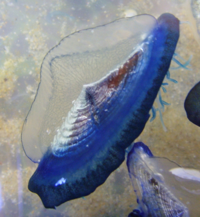 Velella velella Velella velella