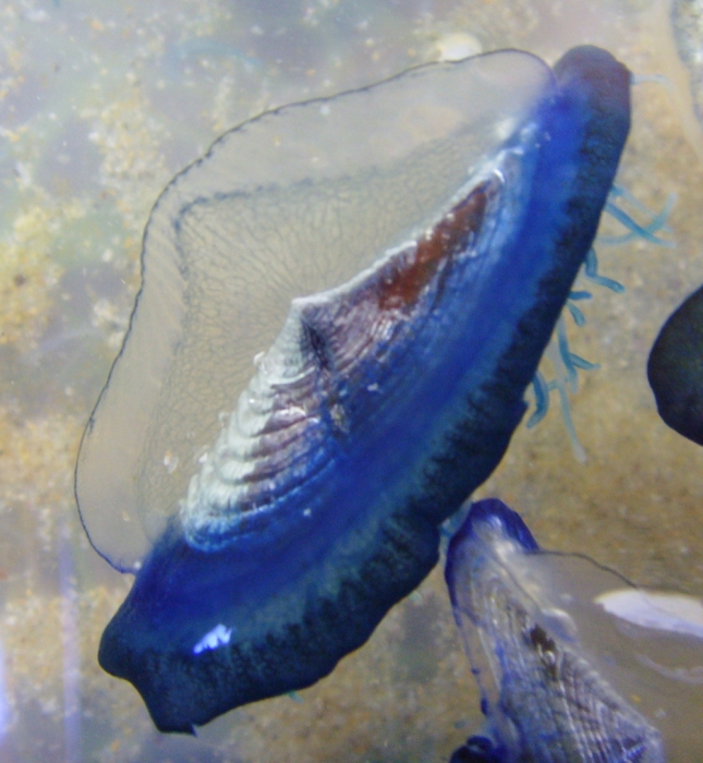 Velella velella