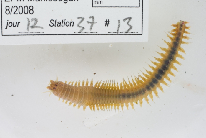 Alitta succinea Alitta succinea