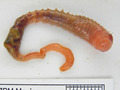 Polychaeta (bristle worms)