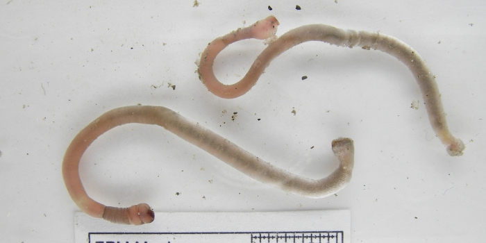 Chaetoderma canadense - pair Chaetoderma canadense - pair
