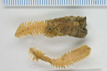 Polychaeta (bristle worms)