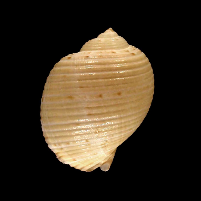 Paratype 1