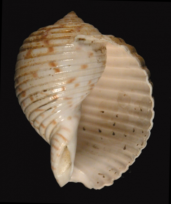 Holotype (apertural) Holotype (apertural)