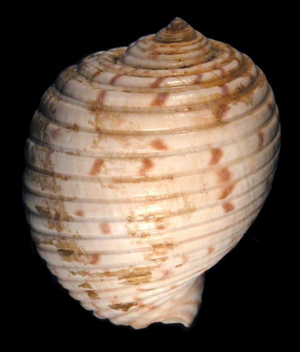 Holotype (dorsal) Holotype (dorsal)