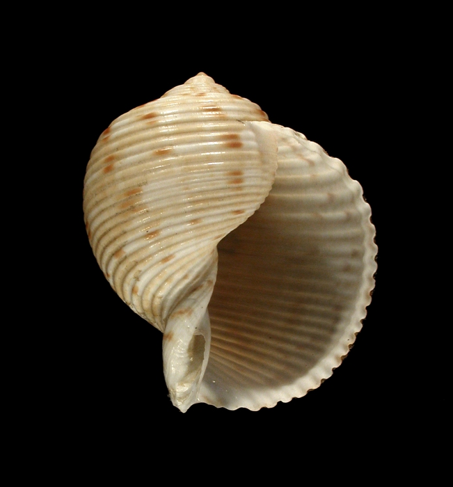 Paratype 1 (apertural) Paratype 1 (apertural)