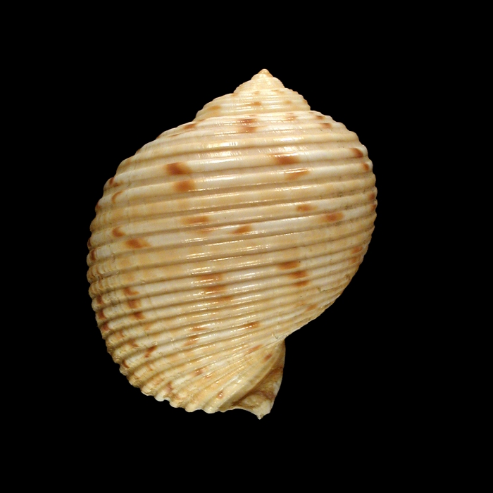 Paratype1 (dorsal)