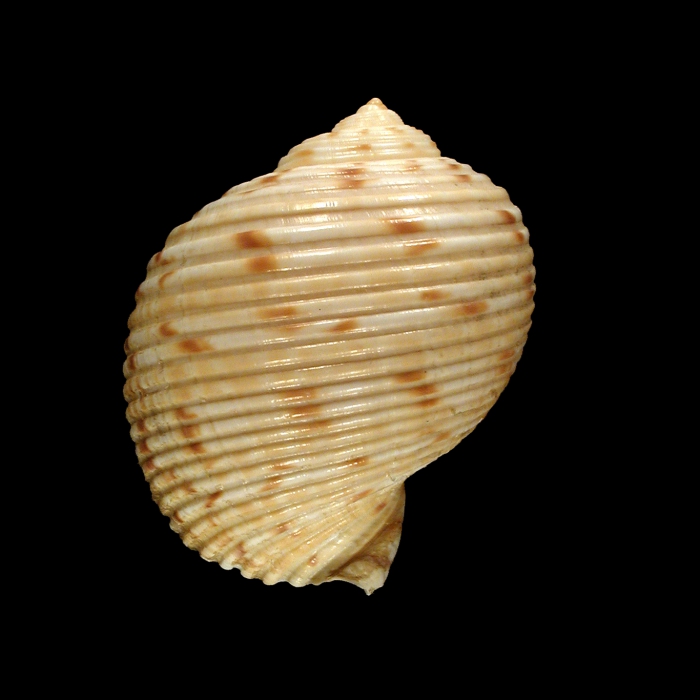 Paratype1 (dorsal) Paratype1 (dorsal)