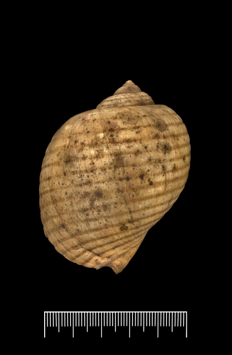 Larger syntype (dorsal) Larger syntype (dorsal)