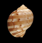 Neotype (dorsal)
