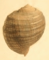 Mollusca (molluscs)