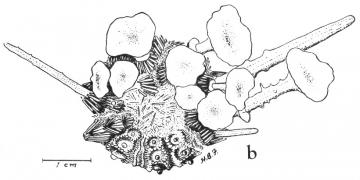 Goniocidaris (Aspidocidaris) parasol