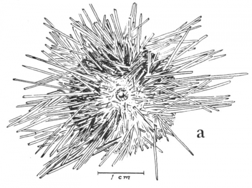 Pseudechinus flemingi