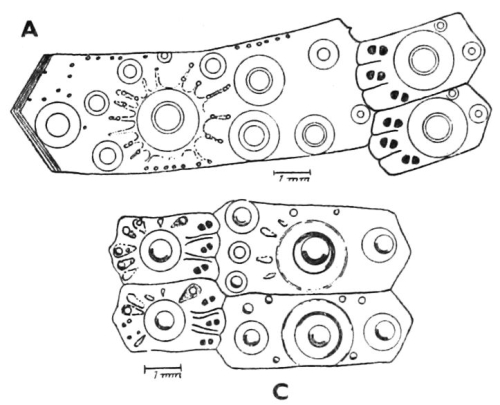 Pseudechinus flemingi