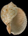 Mollusca (molluscs)