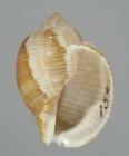Holotype (apertural)