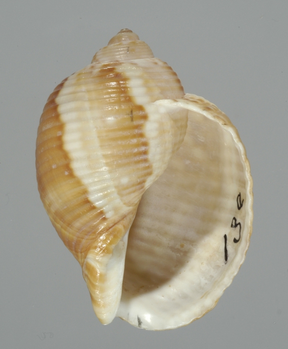 Holotype (apertural)