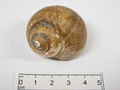 Caenogastropoda