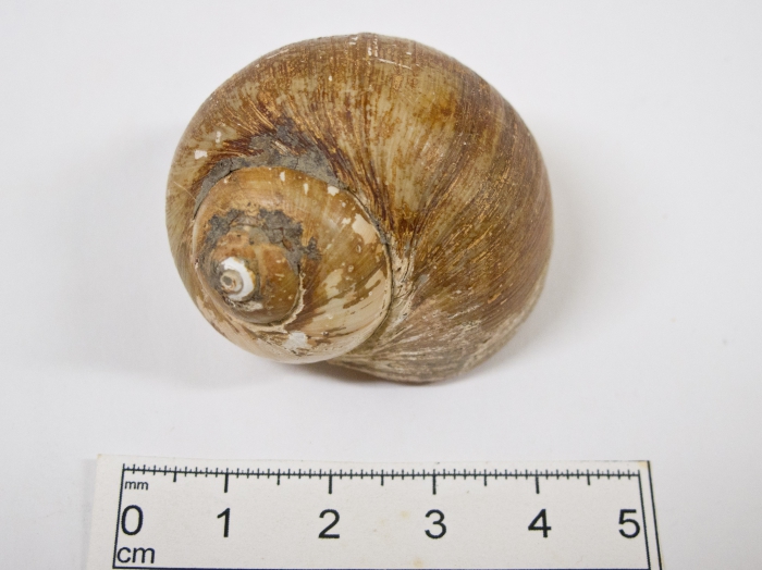 Lunatia pallida - above view Lunatia pallida - above view