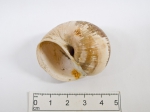 Gastropoda