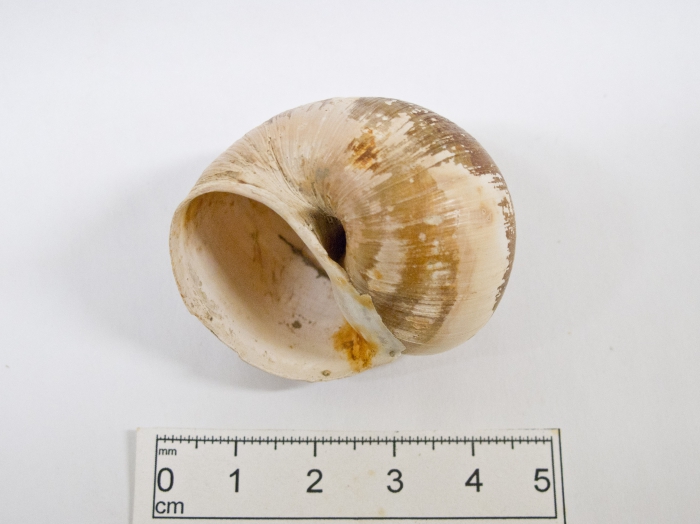 Lunatia pallida - opening Lunatia pallida - opening