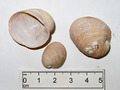 Mollusca (molluscs)