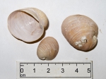 Velutina undata - 3 shells