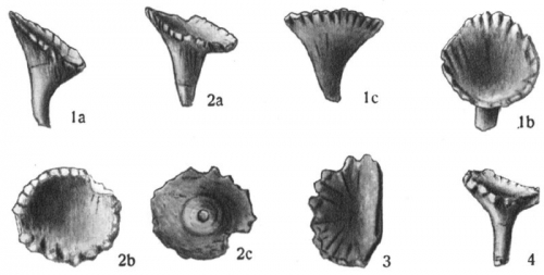 Radiolus funginus