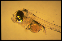 Scomber scombrus - larva