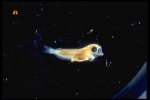 Sculpin - larva