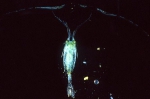 Anomalocera opalus
