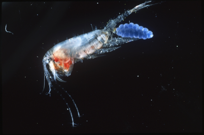 Paraeuchaeta norvegica Paraeuchaeta norvegica