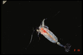 Crustacea (crustaceans)