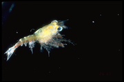 Homarus americanus - larva, author: Fisheries and Oceans Canada, Jean-Franois St-Pierre