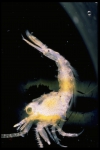 Crangon septemspinosa - juvenile