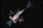 Pandalus borealis larva, author: Fisheries and Oceans Canada, Jean-Fran�ois St-Pierre